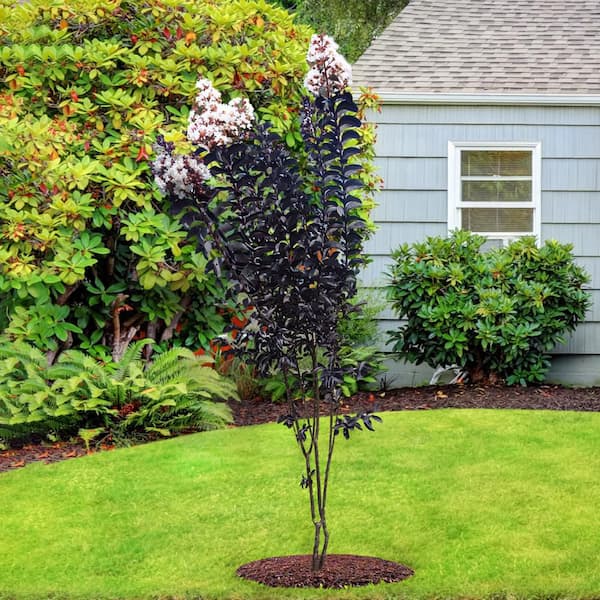 7 Gal. Crystalline White Flowering Deciduous Crape Myrtle Tree