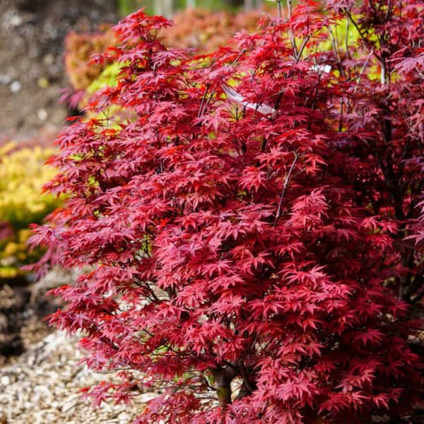2 gal. Twombly's Red Sentinel Deciduous Columnar Japanese Maple