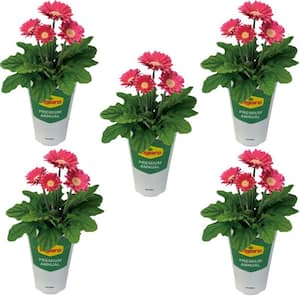 1 qt. Gerbera Daisy Annual Plant with Pink Flowers (5-Pack)