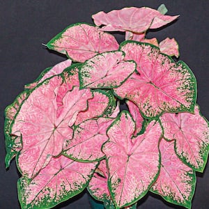 Festiva Fancy Leaf Pink Caladium Dormant Bulbs (2-Pack)