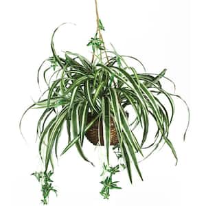 27 in. Artificial Silk Spider Plant Hanging Basket