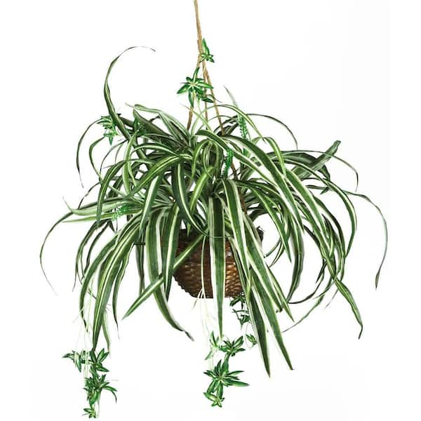 Spider Plants for Sale