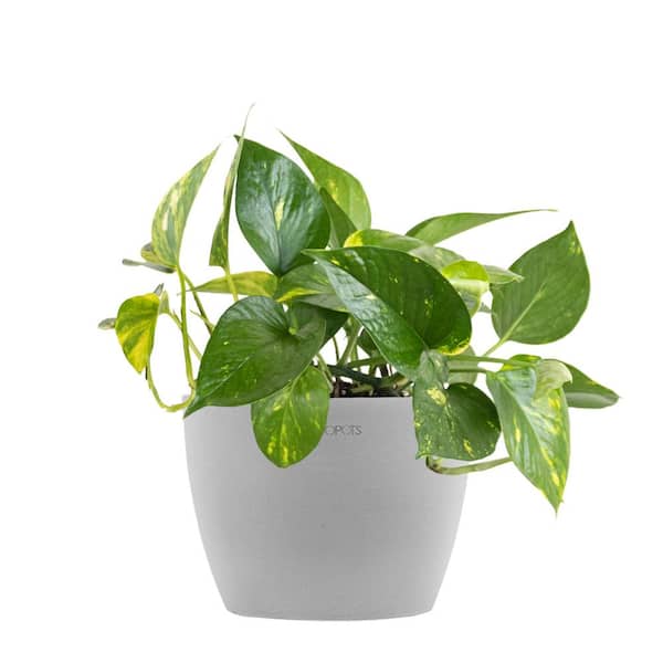 United Nursery Golden Pothos Devil's Ivy Epipremnum aureum Vining Live Plant in 6 inch Premium Sustainable Ecopots White Grey Pot