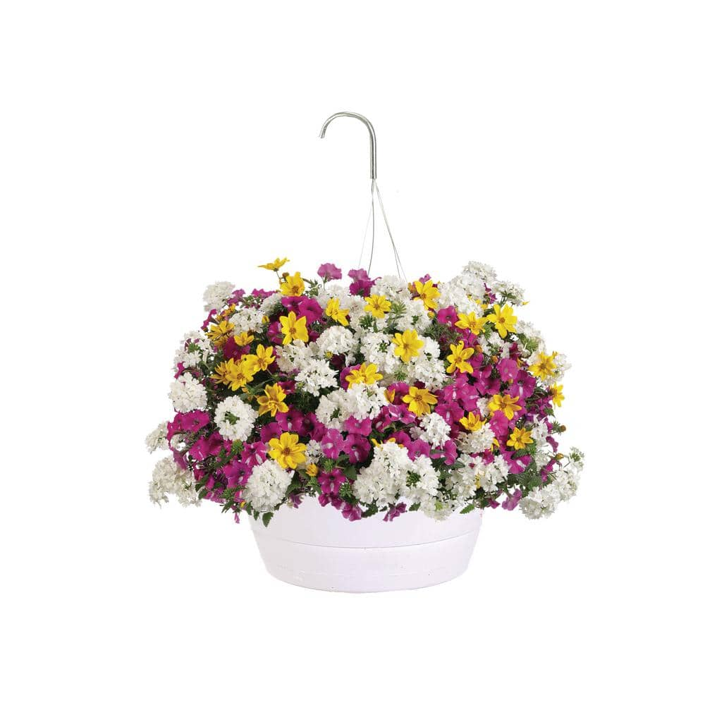 Proven Winners 10 In. Rockin Rush Combination Hanging Basket, Live 