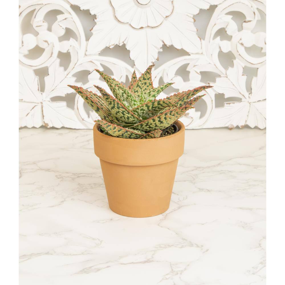 Star Aloe Succulent in Terracotta Clay Pot, 3.5 Inch