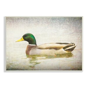 Peaceful Mallard Duck Bird Swimming Water Detailed by Daniel Sproul Unframed Animal Art Print 15 in. x 10 in.