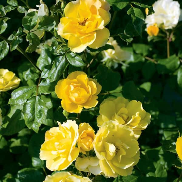 VAN ZYVERDEN Roses - Tequila Gold (1 Root Stock)