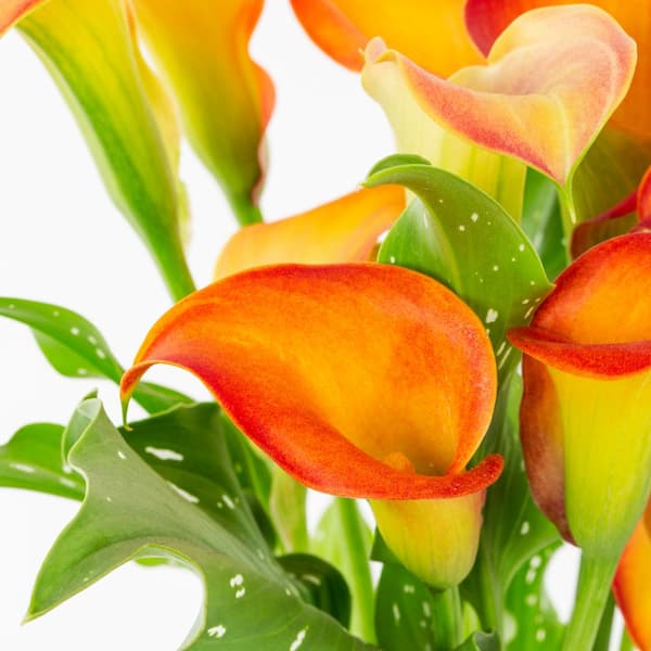 2 Qt. Yellow Calla Lily Zantedeschia Hybrid Captain Brunello Perennial Plant