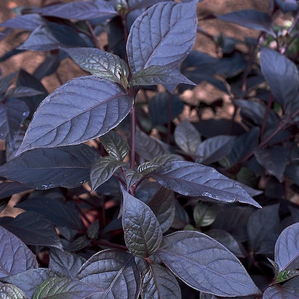 Unbranded 4.5 in. Black Alternanthera Plant