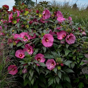 Bareroot Summerific 'Berry Awesome' Hardy Hibiscus (2-Piece)