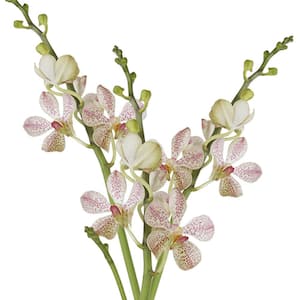 70 Tago Christine Mokara Orchid Flowers- Fresh Flower Delivery