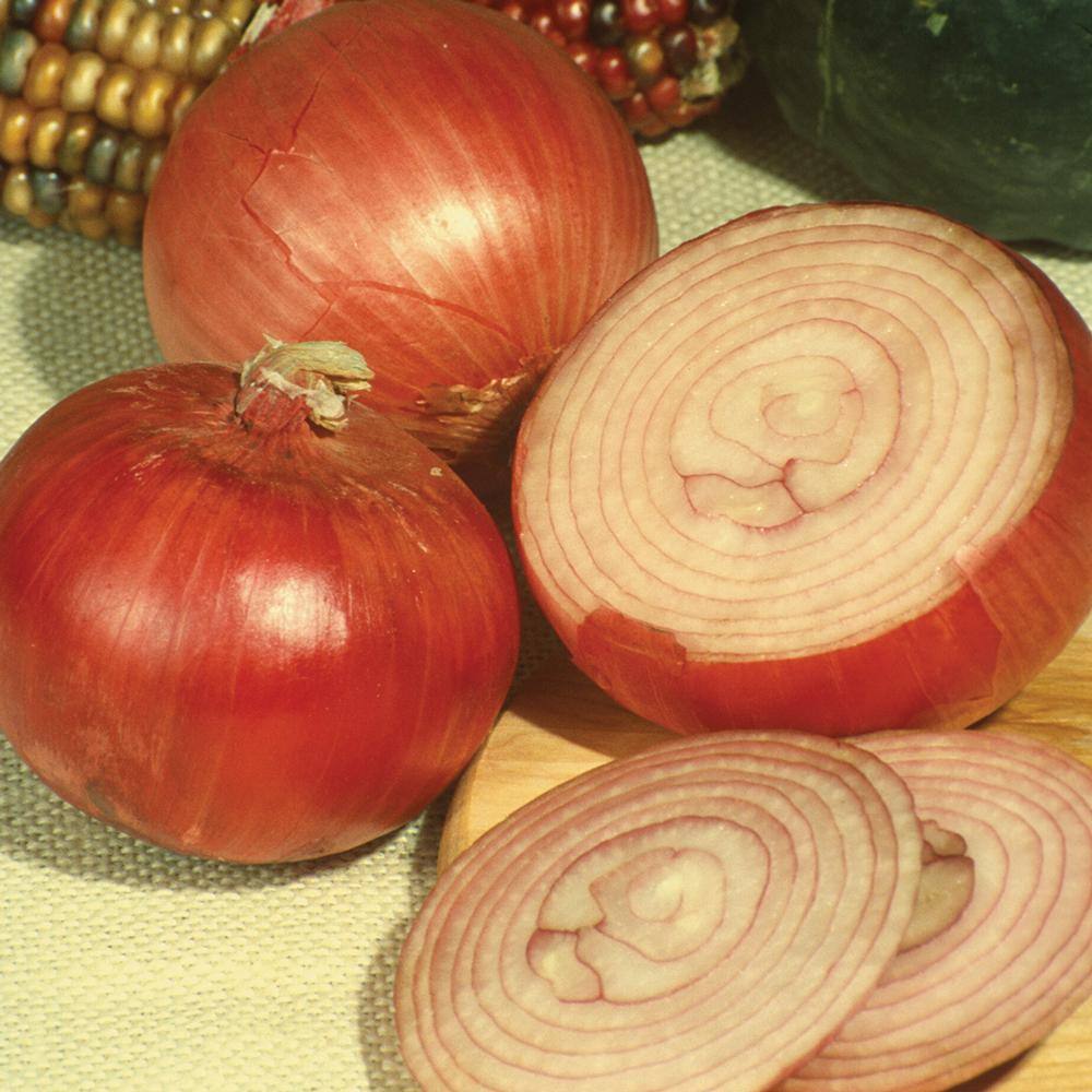 VAN ZYVERDEN Red Onion Set (80-Pack) 36793 - The Home Depot