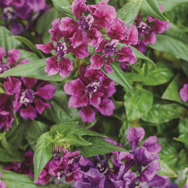 4.25 in. Eco+ Grande Totally Tempted Vivid Violet Cuphea (Procumbens) Live Annual Plant with Purple Flowers 4-Pack