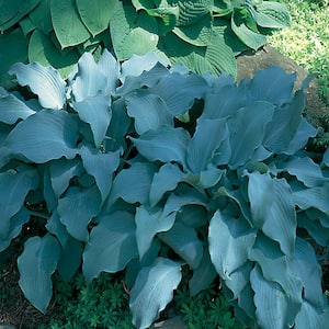1 Qt. Blue Yankee Hosta Plant