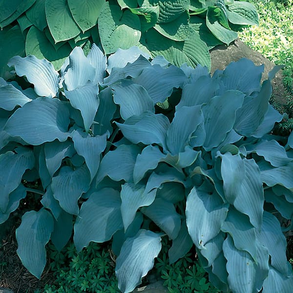 Vigoro 1 Gal. Yankee Blue Hosta Plant