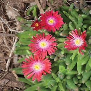 #5 1 Qt. Jewel Desert Garnet Pink and Red Trailing Ice Plant
