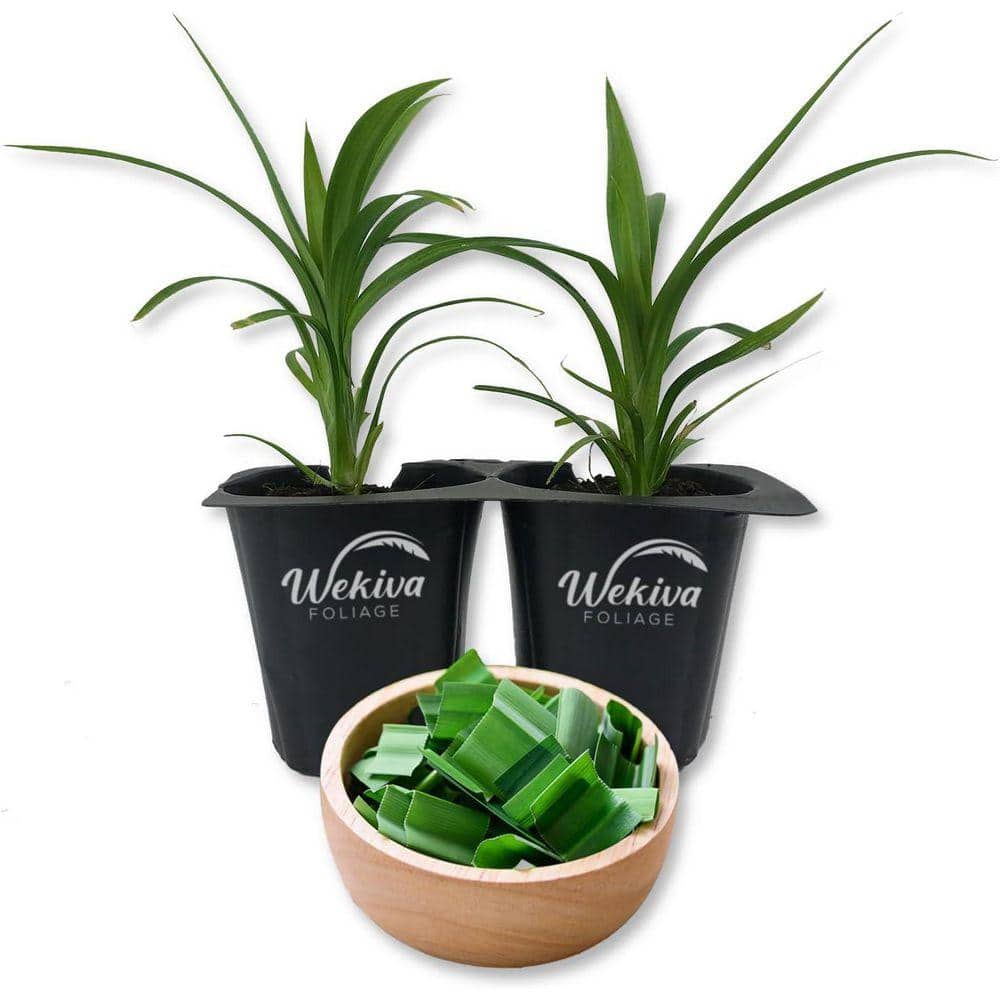 Wekiva Foliage Pandan Plant-2 Live Tissue Culture Starter Plants
