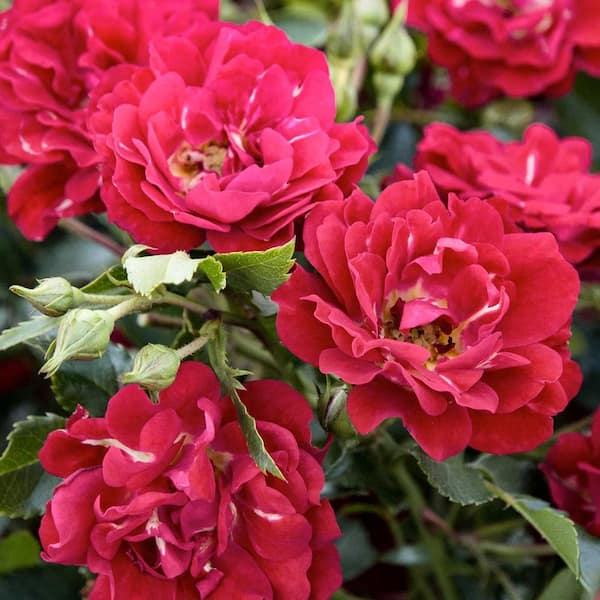 Drift 2 Gal. Red Drift Rose Bush with Red Flowers 13190 - The Home