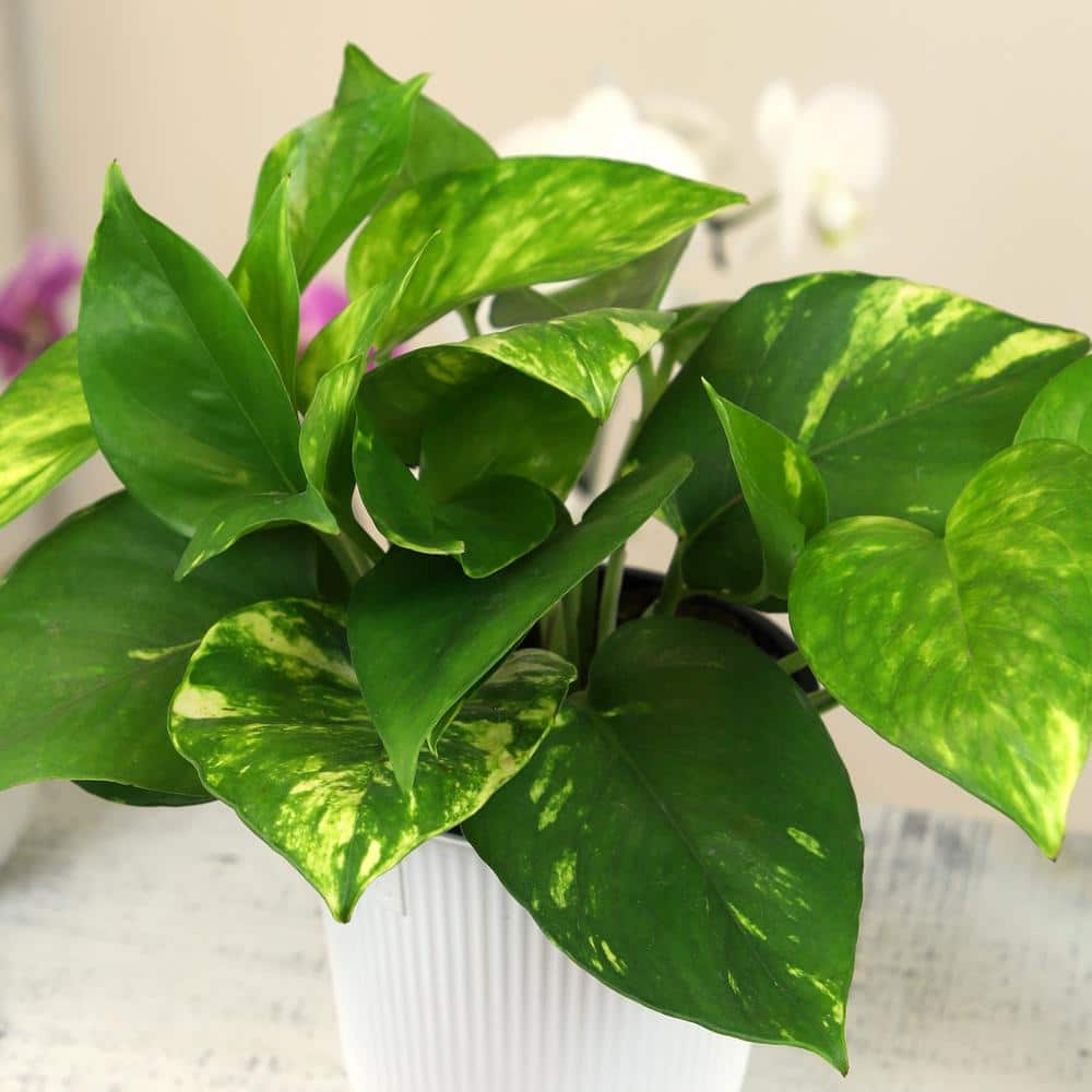 Golden Petite Pothos in White Planter, 4.25 Inch