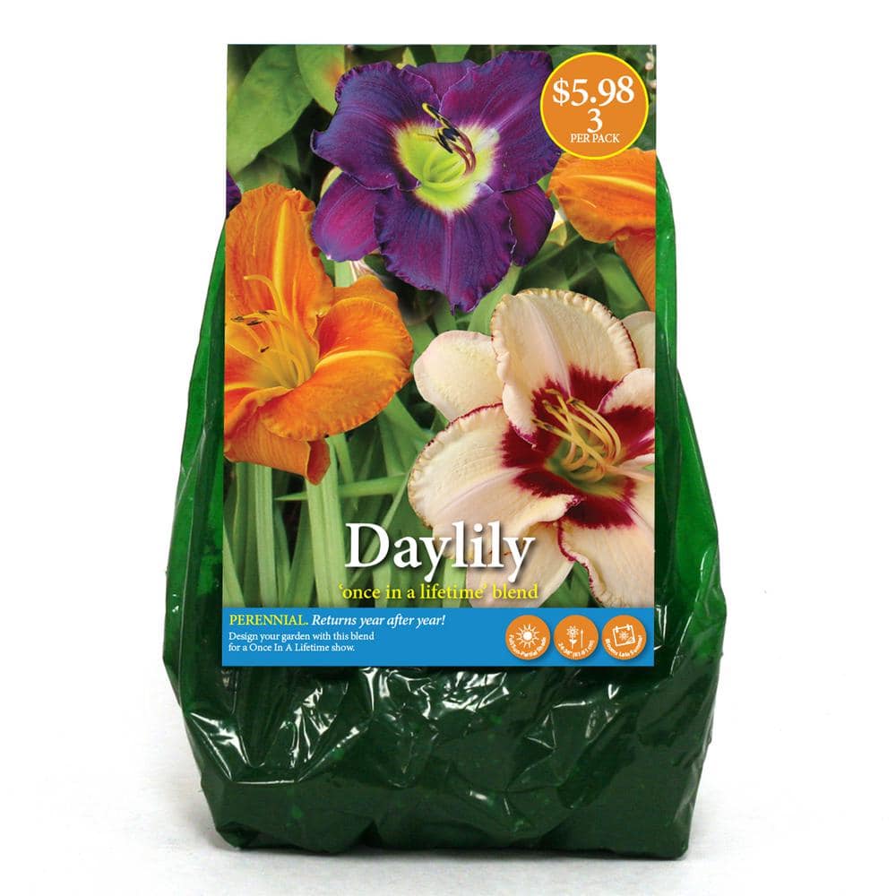 Once in a Lifetime Blended Daylily Bulbs (3-Pack) 34312 - The Home