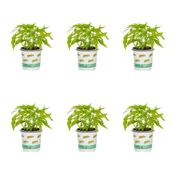 Vigoro 1 Pt. Coleus Painted Nettle Flamethrower Salsa Verde Green Annual Plant (6-Pack)