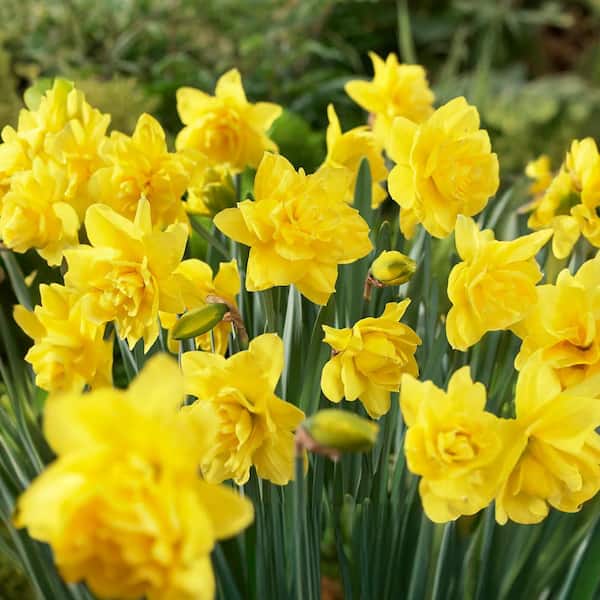 Garden State Bulb 16/18 cm, Double Flowering Golden Ducat Daffodil Bulbs (Bag of 100)