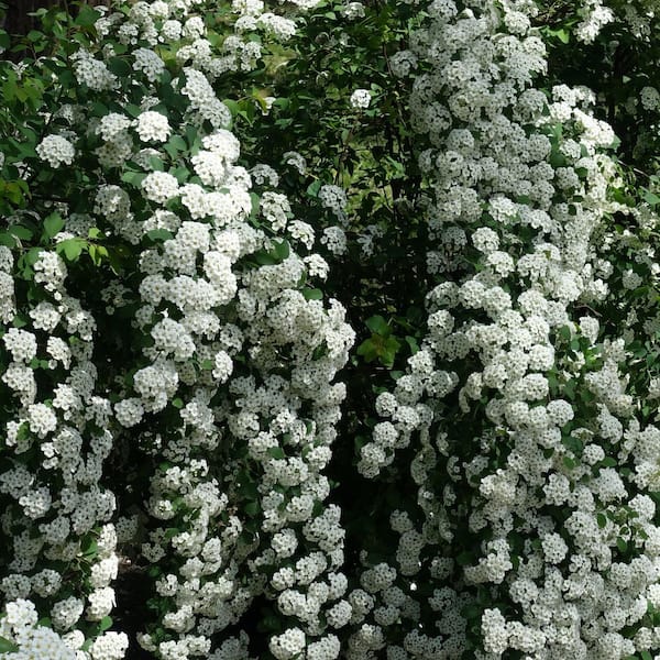 national PLANT NETWORK 1 Gal. Spirea Reeves Shrub with White