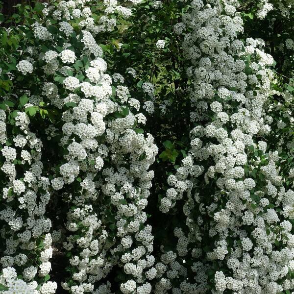 national PLANT NETWORK 1 Gal. Spirea Reeves Shrub with White