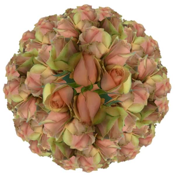 Globalrose 250 Stems of Pure Peach Azafran Roses Fresh Flower Delivery