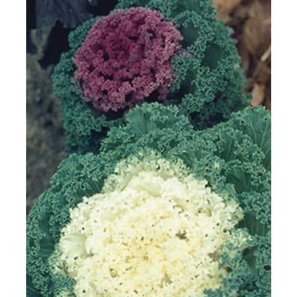 2 qt. Flowering Kale Plant