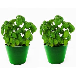 1.5 Qt. Herb Plant Italian Basil in 6 In. Deco Pot (2-Plants)