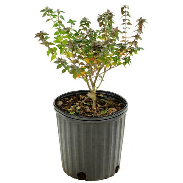 2.25 Gal. Abelia Rose Creek Flowering Shrub with White Blooms